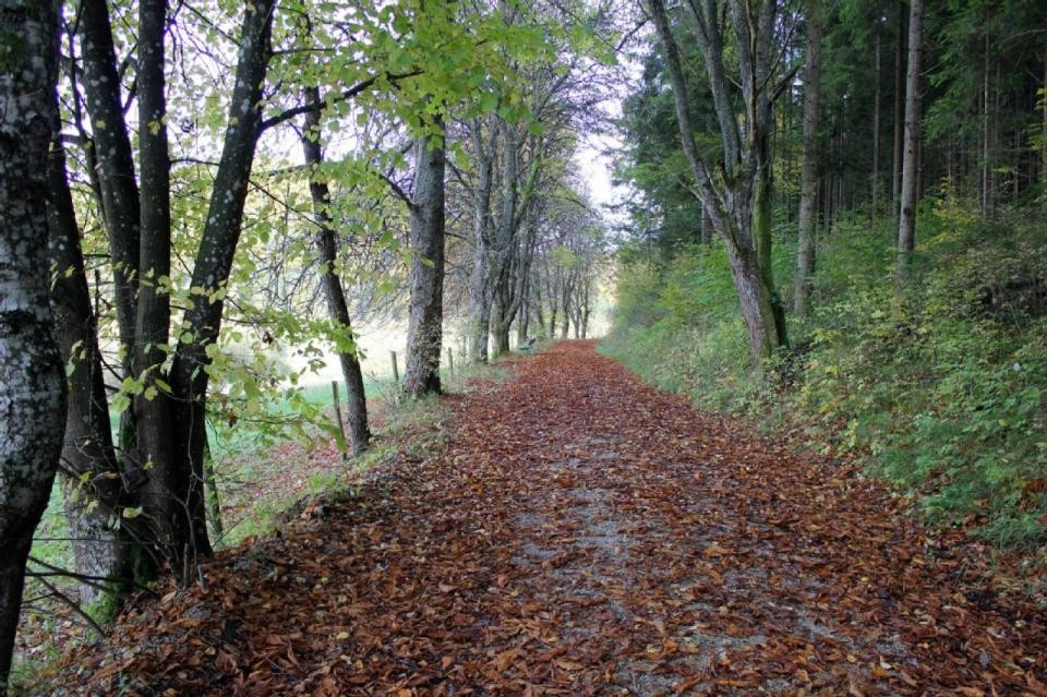 Waldweg