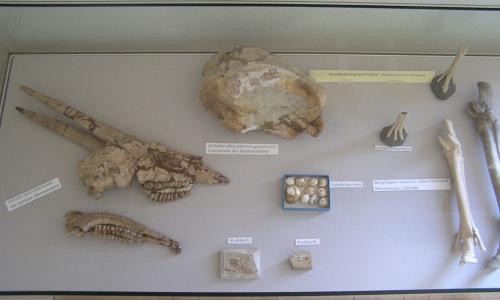 Heimatmuseum Fossillienfunde