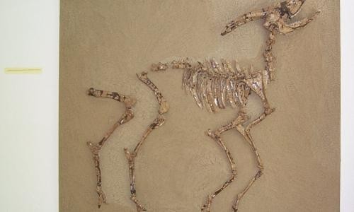 Heimatmuseum Höwenegg Skelett eines Hipparions